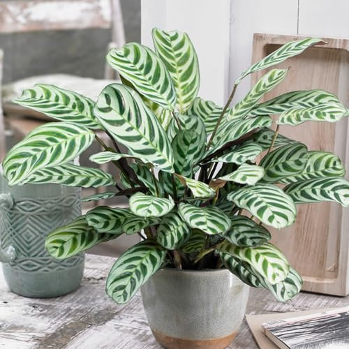 YouGarden Ctenanthe Never Never Houseplant 'Burle-Marxii', Established Indoor Plant in 12cm Pot, for Home and Office, Indoor Plant