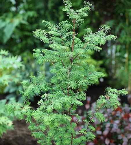 Urweltmammutbaum Chinesisches Rotholz 60-80cm - Metasequoia glyptostroboides - lebende Gartenpflanze aus den Baumschulen