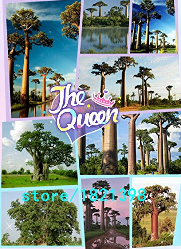 New Fresh 100 Stück gemischte Baobab-Baumsamen