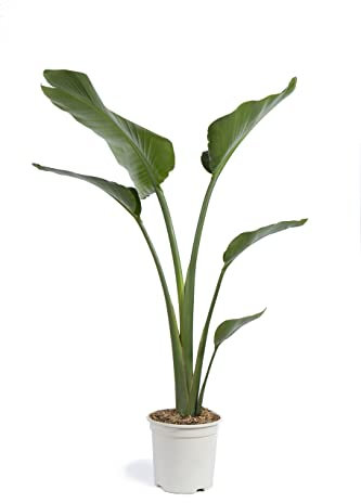 Cool Green - Plantas Naturales - Strelitzia Augusta