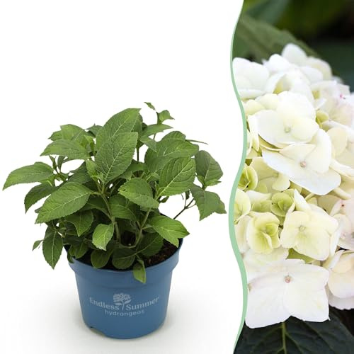 Green boutiQ - Gartenpflanze - Hydrangea Endless Summer The Bride - Hortensie - Winterhart - Weiß - 1 Pflanze - Topf 14cm - Höhe 20-25cm
