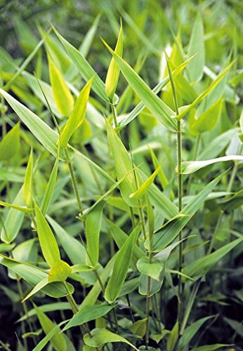 3 x Panicum clandestinum im 1 Liter Topf (Ziergras/Gräser/Winterhart/Mehrjährig/Staude/Stauden) Bambushirse - Bodenstabilität trifft auf grazile Anmut - von Stauden Gänge