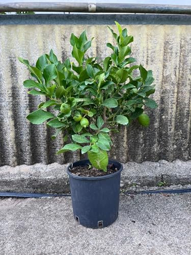 Pianta di Limone nano, Agrume in vaso 20cm, H60cm