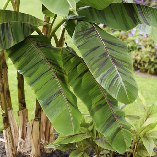 Musa Sikkimensis ‘Ever Red’ - Hardy Red Banana Plant with Maroon-Striped Leaves for Tropical Landscaping and Containers – 2X 9cm Potted Plants by Thompson & Morgan