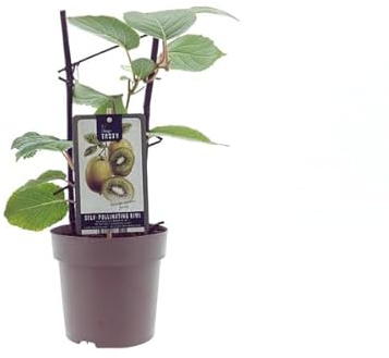 Actinidia deliciosa 'Jenny' (Kiwi) - Ø15cm -40cm | Pianta da Frutto da Esterno | Facile da Curare | Ideale per Giardini, Pergolati, Terrazzi e Balconi
