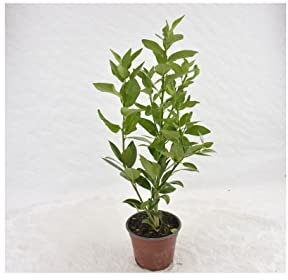 Pianta di Limone - Dimensione Vaso Vaso 18cm