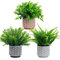 RIDDSEE Artificial Potted Plants 3Pack- Realistic Ferns Plants Plastic Rosemary Plants Potted in Pot Fake Small Eucalyptus Greenery for Office Desk Kitchen Bedroom Bathroom Outdoor Indoor Home Decor