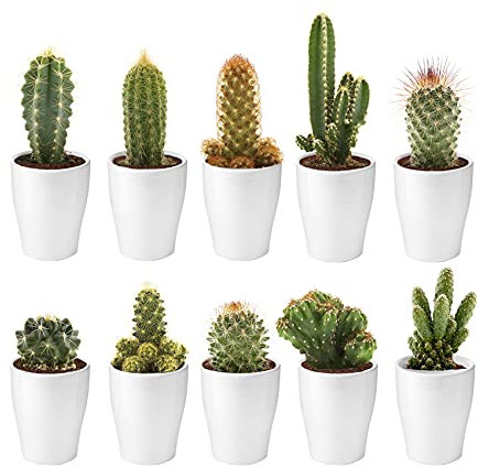 vdvelde.com - Ecoworld Mini Kakteen echte pflanzen mit Keramik kakteen topf - 10 Verschiedene Arten sehr pflegeleicht, benötigen wenig Wasser - 10 kaktus pflanze Ø 6 cm - Höhe 8-15 cm