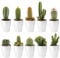 vdvelde.com - Ecoworld Mini Kakteen echte pflanzen mit Keramik kakteen topf - 10 Verschiedene Arten sehr pflegeleicht, benötigen wenig Wasser - 10 kaktus pflanze Ø 6 cm - Höhe 8-15 cm
