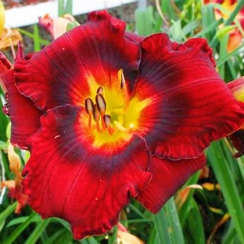 Taglilienzwiebeln-Winterhart MehrjäHrig,Taglilien Pflanzen,Hemerocallis Knollen,Winterharte Stauden,Taglilien Zwiebeln Winterhart MehrjäHrig,Bonsai Pflanze-15zwiebeln-e