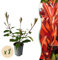 Frasers Glanzmispel - Photnia fraseri Red Robin - Heckenpflanze - Blatt Rot Grün - 8 Pflanzen - 1 laufender Meter - immergrün - Topf 9cm Höhe 30-35cm