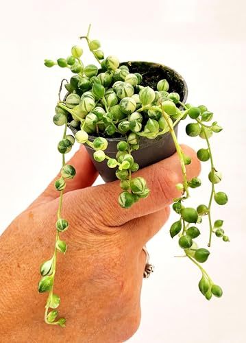 POWERS TO FLOWERS - SENECIO ROWLEYANUS VARIEGATO, VASO 5,5 CM, MINI PIANTE PER TERRARIUM, COLLANA DI PERLE, pianta vera