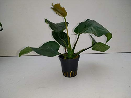 1 Topf Anubias Barteri Sperrblatt, barschfest Aquariumpflanzen lebende Wasserpflanze