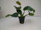 1 Topf Anubias Barteri Sperrblatt, barschfest Aquariumpflanzen lebende Wasserpflanze