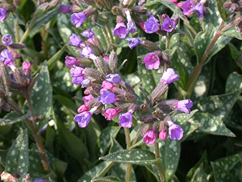 Pulmonaria longifolia 9x9 cm Topf – Winterhart, Mehrjährig, Pflegeleicht – Lungenkraut – Bodendecker für Schattenbeet & Unterpflanzung