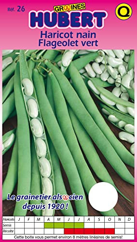 Graines de Haricot Nain Flageolet Vert - 150 grammes