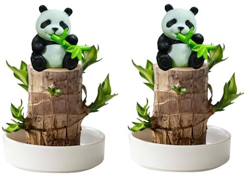 2 Stück Brasilien-Glücksholz mit Topf und Figur, brasilianische Glücksholzpflanze, Hydrokultur-Topfpflanzenstumpf, sprießende Glücksholzpflanze für Desktop-Dekoration (mit 2 Panda-Ornamenten,