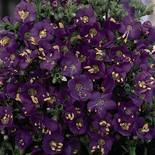 Polemonium Seeds boreale 'Heavenly Habit' Jacob's Ladder Dwarf Hardy Perennial Violet-Blue Blooms Easy to Grow Your Own Garden Flowers 1x Packet (Approx. 20 Seeds) by Thompson and Morgan