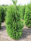 Thuja plicata Atrovirens - Grüner Riesen-Lebensbaum Atrovirens 40-60