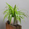 Spider Plant | Chlorophytum Laxum | Zebra Grass | 13cm Pot