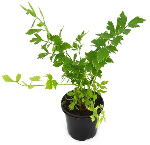 Planta Natural de Apio Crea Tu Propio Rincón de Huerto