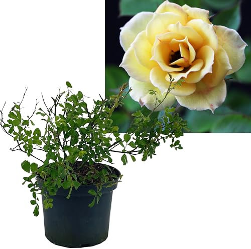 Rose gelb 6 Stück | Bodendeckerrose Rosa the Fairy Intragarten im Topf gewachsen Rosenbusch