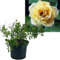 Rose gelb 6 Stück | Bodendeckerrose Rosa the Fairy Intragarten im Topf gewachsen Rosenbusch
