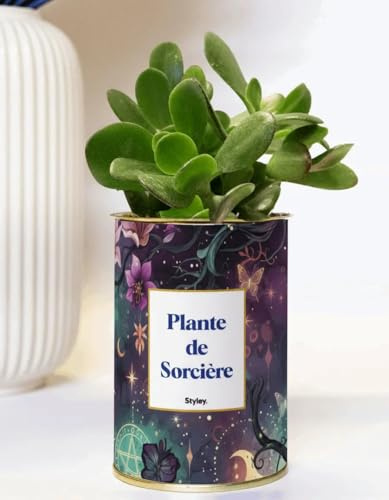 Idée Cadeau - Plante de Sorcière