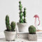 Kakteen Kaktus Samen Set Pflanze Cactus Wohnzimmer Deko Zimmerpflanze Sukkulenten Fleischfressende Winterfeste Pflanzen FüR Balkon Winterharte Stauden MehrjäHrig Saatgut Geschenk 50Stück