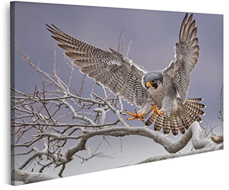 islandburner Bild auf Leinwand Wanderfalke großer Raubvogel Bilder Wandbilder Poster INPZ-1K