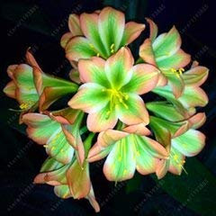 Graines Perle Perle Chlorophytum Graines Arrondis retombantes Plantes Fleurs Accueil Fournitures Jardin 100Pcs Un Sac Protection Contre Les rayonnements 5