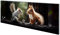 Wallario Wandgarderobe aus Glas in Größe 80 x 30 cm mit Memoboard-Funktion, Motiv: Waldfreunde im Dialog | 5 Kleiderhaken zum Aufhängen von Jacken