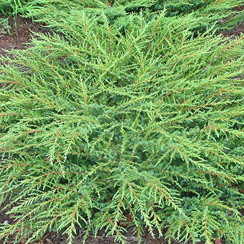 Juniperus communis 'Green Carpet' Compact Evergreen Conifer Plant | 9cm Pots