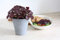 Pianta di Perilla Shiso Basilico giapponese su vaso cm 12 BIO