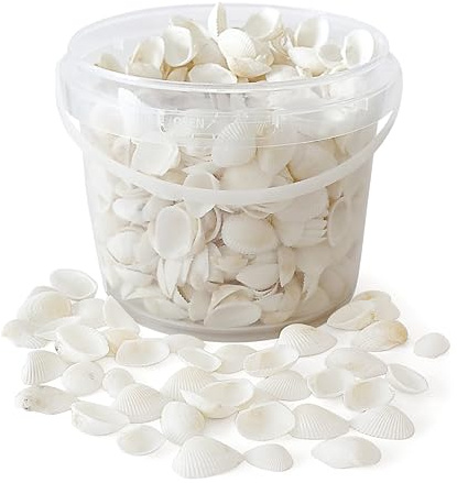 Rainbow Eco Play Natural White Sea Shells 50pcs for Crafts & Home Décor