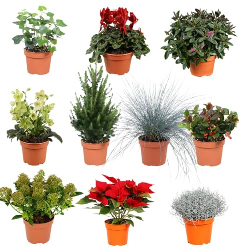 7er-Set | Winterpflanzenüberraschung für Outdoor | +/- 25-50cm | ø 12-15cm Topf | Qualität vom Pflanzen Profi | Schneller Pflanzenversand