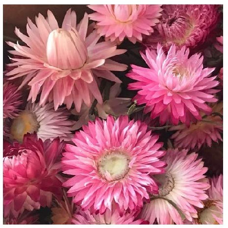 Helichrysum 'Bright Rose' / Xerochrysum braceatum/Everlastings/Good Cut and Dried Flowers/Seeds