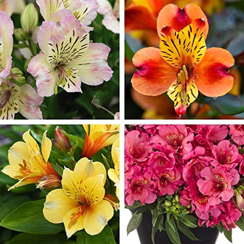 Alstroemeria Peruvian Lily Plants Nurseryman’s Choice Mix Great Value Tropical Looking Hardy Perennial Easy to Grow Your Own Exotic Garden Flowers with 3X Jumbo Plug Plants by Thompson and Morgan