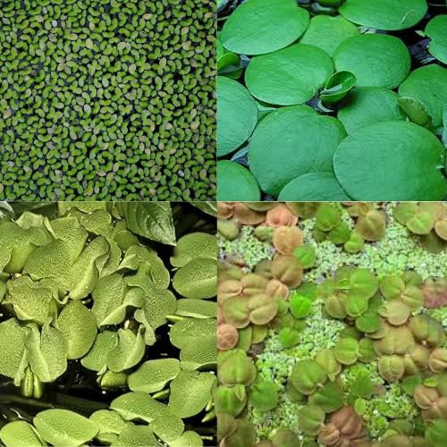 Floating Easy Aquarium Live Plants - Frogbit Salvinia Duckweed Red Root Floaters - Beginner Fish Tank Plant (Floating Plant Mix, Small)