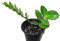 PLAT FIRM GERMINATIONSAMEN: ZZ-Pflanze - Zamioculcas Zamiifolia - Lebende Pflanze - Verwurzelt # 1