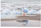 Bilderwelten Glasbild - Möwe am Strand vor Meer 80 x 120cm