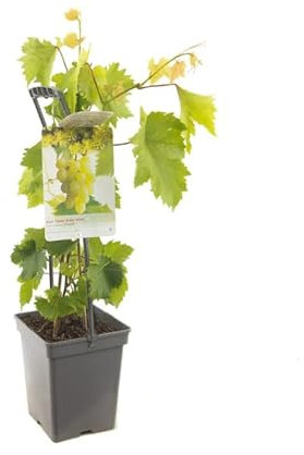 Vitis Vinifera Natural Planta de Uva Blanca Saludable y Robusta
