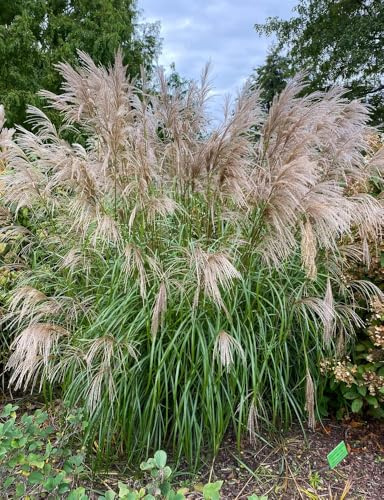 Riesen Chinaschilf Miscanthus sinensis 100 Samen toller Blickfang geeignet als Sichtschutz