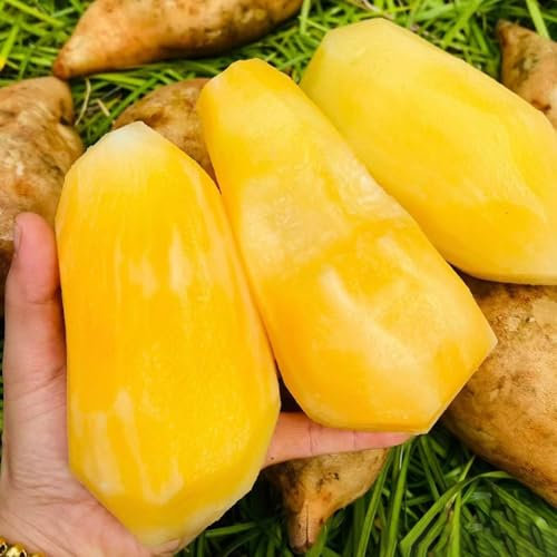 30 pcs yacon samen bio - Smallanthus sonchifolius - hochbeete für garten, indoor plants yacon pflanze kaufen balkonpflanzen, geschenke für pflanzenliebhaber saatgut, sukkulenten samen