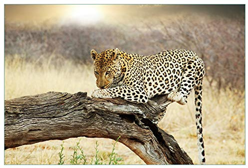 Wallario Küchenrückwand selbstklebend 90 x 60 cm, Motiv: Leopard auf Baumstamm in Afrika | Spritzschutz abwischbar & pflegeleicht