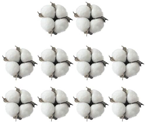 10 Stück Getrocknete Wattebäusche Natürliche Baumwollkapseln für Weihnachtskränze aus Stockzweigen Verdrahtet Rohen Look Weiß Baumwollzweig Picks Weiß