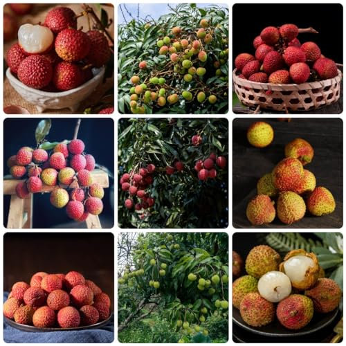 50 Pcs Litschi Samen, Garten Geschenke Für Frauen, Litchi Chinensis, Nachhaltige Geschenke Gewächshaus Balkon Exotische Pflanzen Winterhart Geschenke Für Gartenliebhaber Deko Wohnzimmer