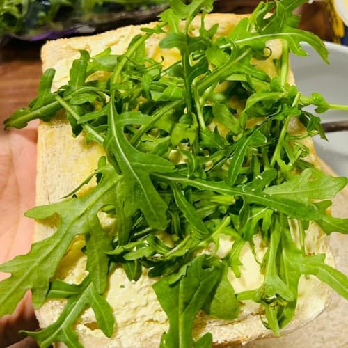 semi di rucola perenne resistente di rucola per il giardino da giardino resistenti perenni invernali 300pcs