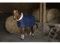 Stalldecke mit synthetischem Lammfellfutter Teddy EquiTheme Marineblau 155cm