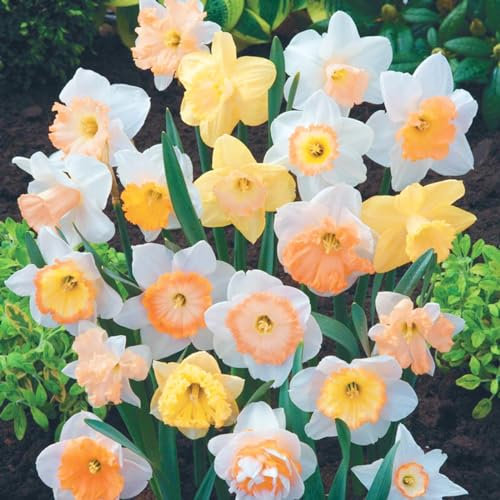 Bulbi De Narciso-Narciso Fiore Bulbi,Narcisi Bulbi Mix,Bulbi Narcisi Perenni,Narciso Bulbi,Daffodil Bulbs,Piantare In Vaso-10bulbi-d
